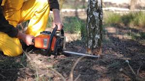 Best Utility Line Clearance  in Scobey, MT