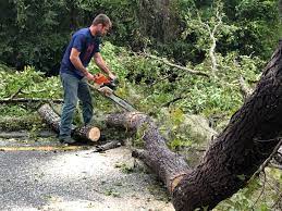 Best Seasonal Cleanup (Spring/Fall)  in Scobey, MT