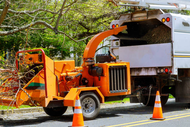 Best Tree and Shrub Care  in Scobey, MT