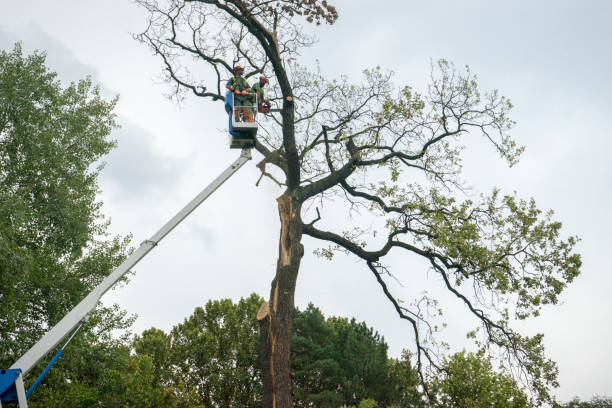 Best Commercial Tree Services  in Scobey, MT