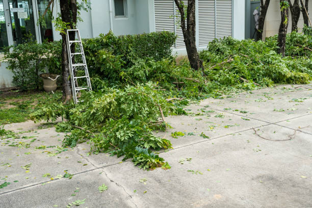 Professional Tree Care Services in Scobey, MT