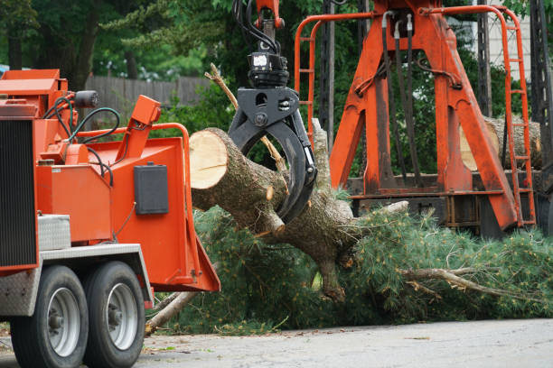 Best Lawn Disease Treatment  in Scobey, MT